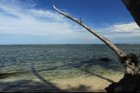 cahuita national park attraction page broken palm 
 - Costa Rica