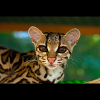 margay front view selva reserve carillo
 - Costa Rica