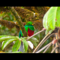 quetzal in monteverde
 - Costa Rica