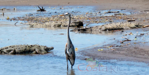 heron carara national park
 - Costa Rica