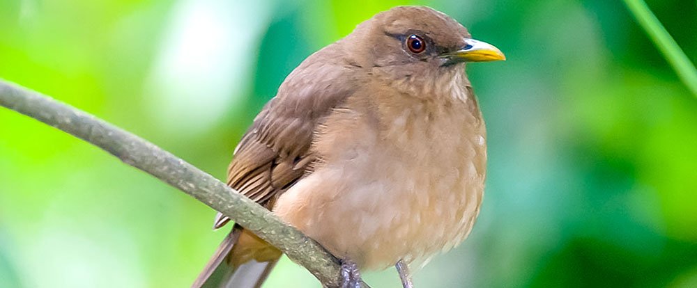 clay colored thrush national bird
 - Costa Rica