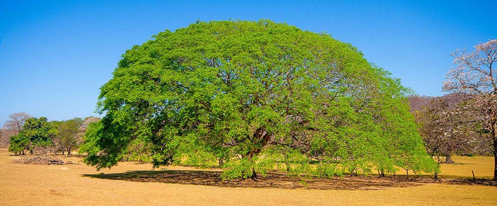 guanacaste tree nicoya guanacaste
 - Costa Rica