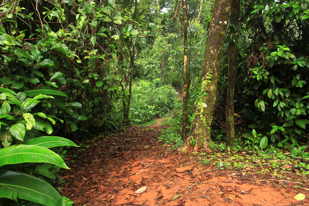 releasing the kinkajou blog trail 
 - Costa Rica