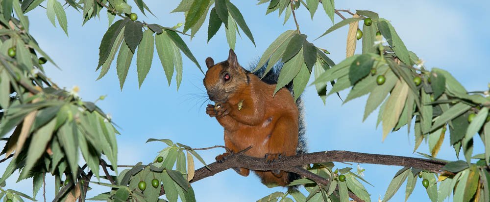 squirrel montezuma
 - Costa Rica