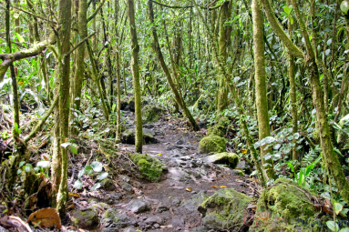 lava molten rock burried on the ground under trees on the trail of arenal volcano  eruption site lookout point
 - Costa Rica