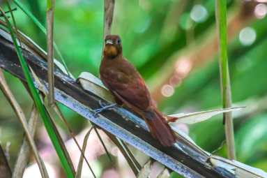 Brown Bird
 - Costa Rica