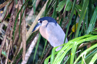 Cano Negro Boat Billed Heron
 - Costa Rica