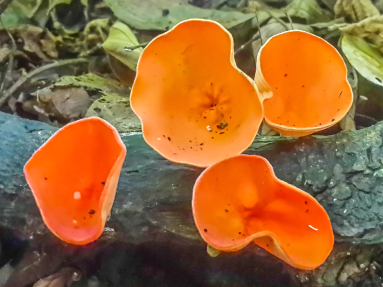 Orange Mushrooms Cabo Blanco Reserve
 - Costa Rica