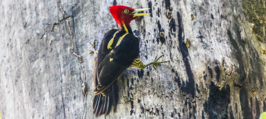 Woodpecker Stairing At The Camera
 - Costa Rica