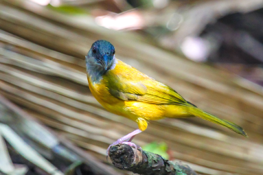 Yellow Bird Getting Ready To Eat Ants
 - Costa Rica
