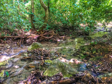 Creek Trail Water Cabo Blanco Reserve
 - Costa Rica