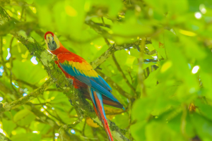 scarlet macaw aguila de osa drake bay 
 - Costa Rica