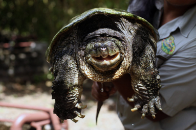 Serpentarium Snapping Turtle
 - Costa Rica
