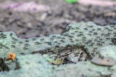 Ants On Steps Cabo Blanco Reserve
 - Costa Rica