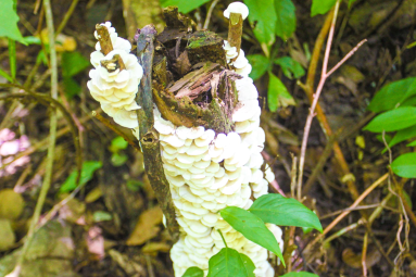 Mushroom
 - Costa Rica