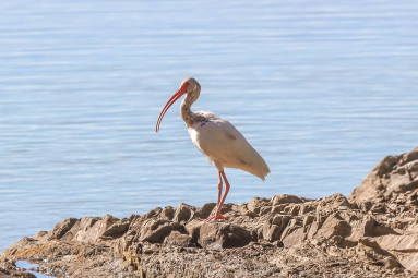 Ibis On Lajas Rivermouth
 - Costa Rica