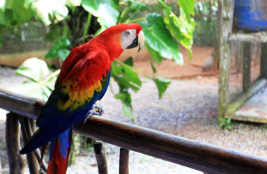 nauyaca waterfalls macaw 
 - Costa Rica