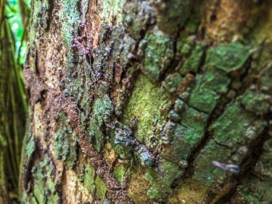 Tree Bark Cabo Blanco Reserve
 - Costa Rica