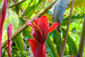 Flower In The Gardens Of Finca Exotica Carate
 - Costa Rica