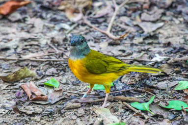Yellow Bird Eating Ants
 - Costa Rica