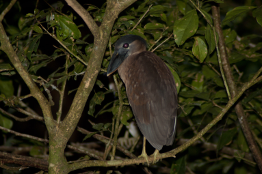Boat Billed Heron Tortuguero
 - Costa Rica