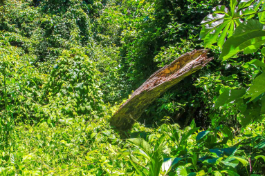 Fallen Tree Cabo Blanco Reserve
 - Costa Rica