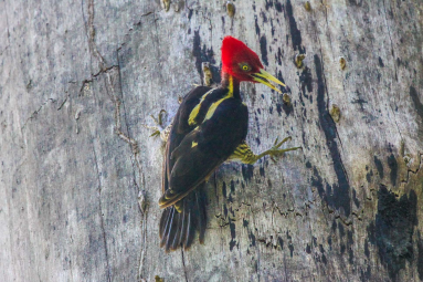 Woodpecker Looking Down Cabo Blanco Reserve
 - Costa Rica