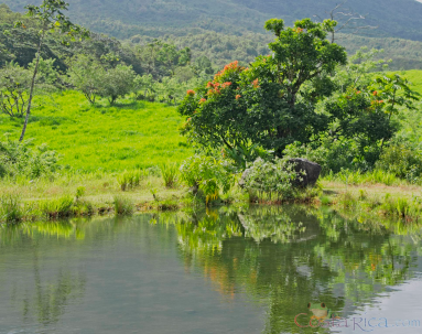 tree reflection on a pond  eruption site lookout point
 - Costa Rica
