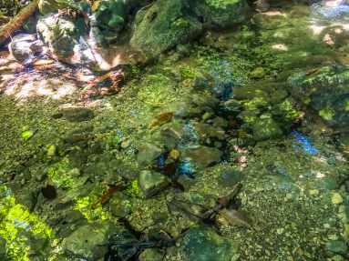 Creek Trail
 - Costa Rica