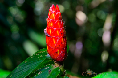 flower at arenal volcano  eruption site lookout point
 - Costa Rica