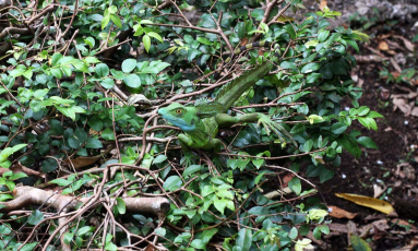 Serpentarium Green Basilisk
 - Costa Rica