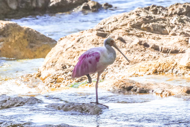 Two Birds At Lajas River Mouth
 - Costa Rica