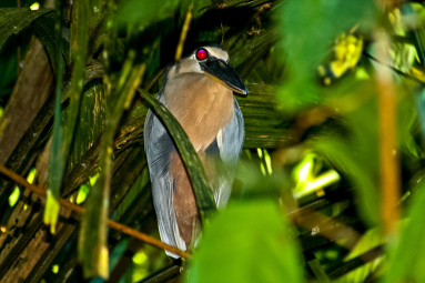 bird boat billed heron barra del colorado 
 - Costa Rica