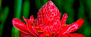 ginger flower 
 - Costa Rica