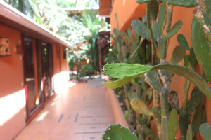 Cactus Rancho De La Playa Hallway
 - Costa Rica
