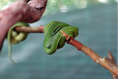 Serpentarium Green Sidestriped Pit Viper
 - Costa Rica