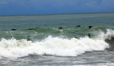 dominical beach attraction pelicans 
 - Costa Rica