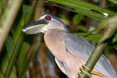 Boat Billed Heron Cochlearious Cochlearious
 - Costa Rica