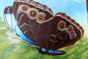 morpho morpho 
 - Costa Rica
